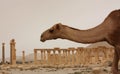 Camel in desert ruins of Palmyra