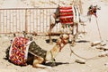 Camel in the desert of Sahara. Sakkara, Egypt Royalty Free Stock Photo