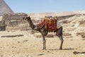 Camel on the desert sand in front of the Pyramids of Giza in Cairo, Egypt