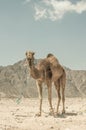 A camel in the desert of sinai, Egypt.