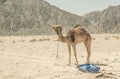 A camel in the desert of sinai, Egypt.