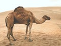 Camel in the desert.