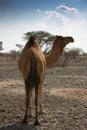 Camel in desert in United Arab Emirates Royalty Free Stock Photo