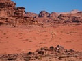 Camel in the desert Wadi Rum desert in Jordan, one hump camel, Dromedary Royalty Free Stock Photo