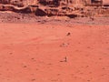 Camel in the desert Wadi Rum desert in Jordan, one hump camel, Dromedary Royalty Free Stock Photo