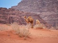 Camel in the desert Wadi Rum desert in Jordan, one hump camel, Dromedary Royalty Free Stock Photo