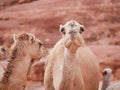 Camel in the desert Wadi Rum desert in Jordan, one hump camel, Dromedary Royalty Free Stock Photo