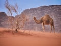 Camel in the desert Wadi Rum desert in Jordan, one hump camel, Dromedary Royalty Free Stock Photo