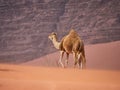 Camel in the desert Wadi Rum desert in Jordan, one hump camel, Dromedary Royalty Free Stock Photo