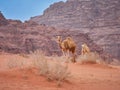 Camel in the desert Wadi Rum desert in Jordan, one hump camel, Dromedary Royalty Free Stock Photo