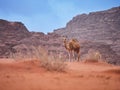 Camel in the desert Wadi Rum desert in Jordan, one hump camel, Dromedary Royalty Free Stock Photo