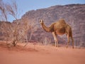 Camel in the desert Wadi Rum desert in Jordan, one hump camel, Dromedary Royalty Free Stock Photo