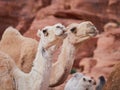 Camel in the desert Wadi Rum desert in Jordan, one hump camel, Dromedary Royalty Free Stock Photo