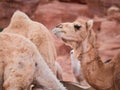 Camel in the desert Wadi Rum desert in Jordan, one hump camel, Dromedary Royalty Free Stock Photo