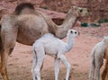 Camel in the desert Wadi Rum desert in Jordan, one hump camel, Dromedary Royalty Free Stock Photo