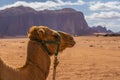 Camel in the Desert, Wadi Rum, Jordan Royalty Free Stock Photo
