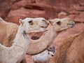 Camel in the desert Wadi Rum desert in Jordan, one hump camel, Dromedary Royalty Free Stock Photo