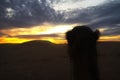 Camel in a desert watching sunset Royalty Free Stock Photo