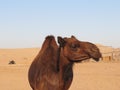 Camel Royalty Free Stock Photo