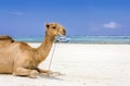 Camel and Diani beach seascape, Kenya Royalty Free Stock Photo