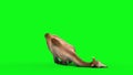 Camel Dies Front Green Screen 3D Renderings Animations