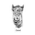 Camel drawn sketch in vector, vintage illustration Royalty Free Stock Photo