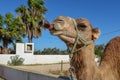 Camel drinking a coke at Sousse in Tunisia Royalty Free Stock Photo