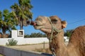 Camel drinking a coke at Sousse in Tunisia Royalty Free Stock Photo