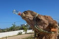 Camel drinking a coke at Sousse in Tunisia Royalty Free Stock Photo