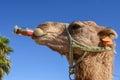Camel drinking a coke at Sousse in Tunisia Royalty Free Stock Photo