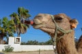 Camel drinking a coke at Sousse in Tunisia Royalty Free Stock Photo
