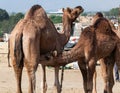 Camel drinking milk from mom`s udder Royalty Free Stock Photo