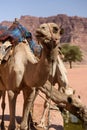 Camel drinking in Wadi Rum, Jordan Royalty Free Stock Photo