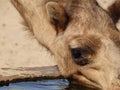 Camel drinking at a watering station in the Saudi Arabian desert