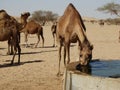 Camel drinking at a watering station in the Saudi Arabian desert