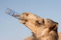 The camel drinks water Royalty Free Stock Photo