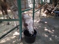 A camel drinks water from a bucket in a pen Royalty Free Stock Photo