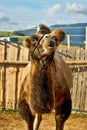 The camel drinks water in the contact ZOO. Royalty Free Stock Photo