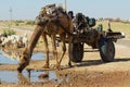 Camel drinks water from a road side pond in Jamba, India. Royalty Free Stock Photo