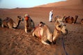 Camel driver and camels rest at the end of the day, in the Oman desert sunset, Wahiba Sands / Sharqiya Sands, Oman Royalty Free Stock Photo