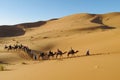 Camel driver with tourist camel caravan in desert Royalty Free Stock Photo