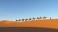 Camel driver with tourist camel caravan in desert Royalty Free Stock Photo