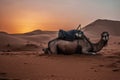 Camel Dromedary animal in Sahara Desert with sunset and sand dunes Royalty Free Stock Photo