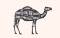 Camel, dromedary. Butcher guide scheme