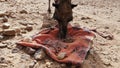 A camel (dromedary) eats dates in the desert. At Erg Chegaga in Morocco.