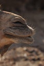 Camel, dromedary in a halter. A persistent pack animal called a desert ship