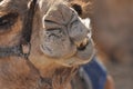 Camel, dromedary in a halter. A persistent pack animal called a desert ship