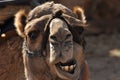 Camel, dromedary in a halter. A persistent pack animal called a desert ship