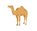 Camel dromedary, illustration. Desert animal and pet, wildlife and nature, vector design