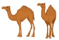 Camel.Dromedary,Illustration isolated on white background Royalty Free Stock Photo